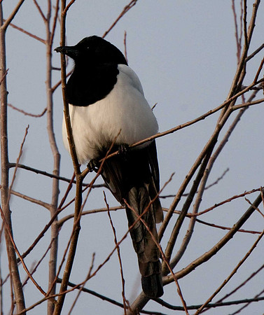 Magpie