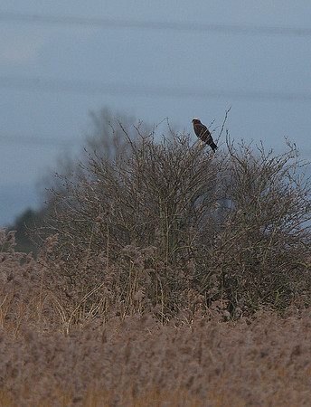 Marsh Harrier