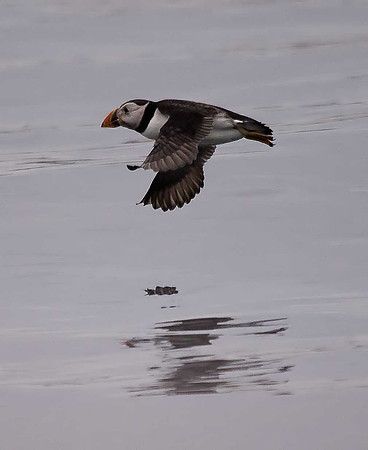 Puffin