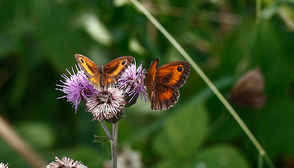 Gatekeeper