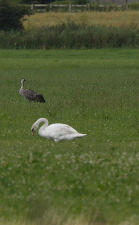Common Crane