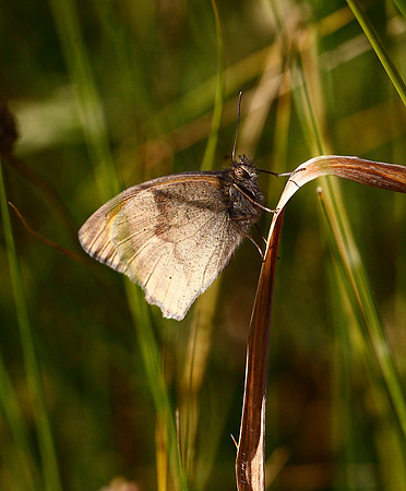 Meadow Brown
