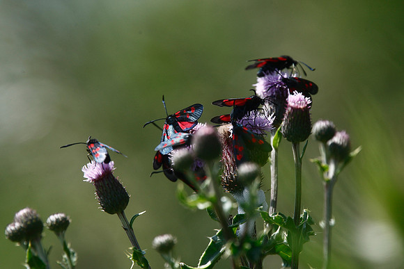 Burnet Moths
