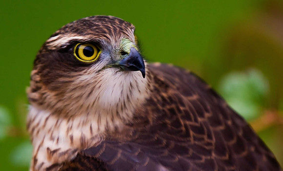 Sparrowhawk