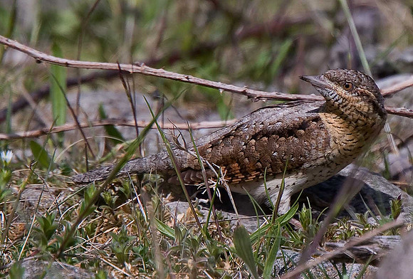 Wryneck