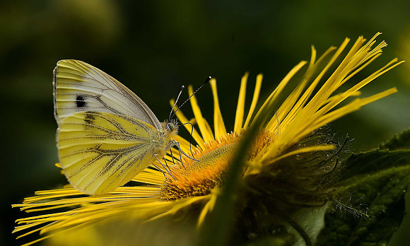 Green-veined White