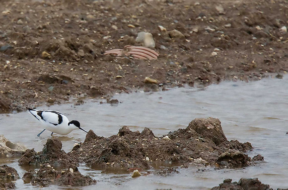 Avocet