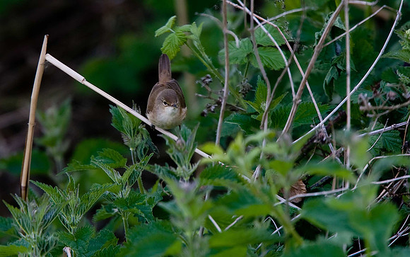Reed Warbler