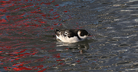 Little Auk