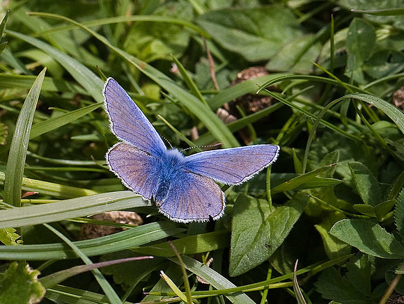 Common Blue
