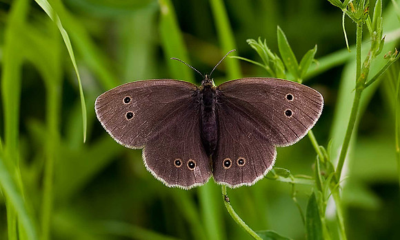 Ringlet
