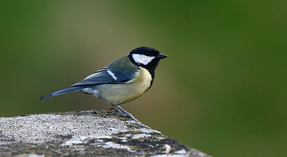 Great Tit