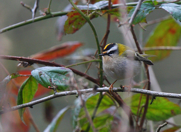 Firecrest