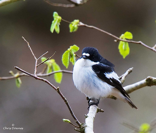 Pied Flycatcher