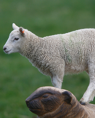 Saltholme lambs