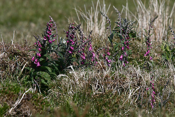 Foxglove