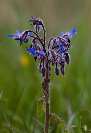 Borage