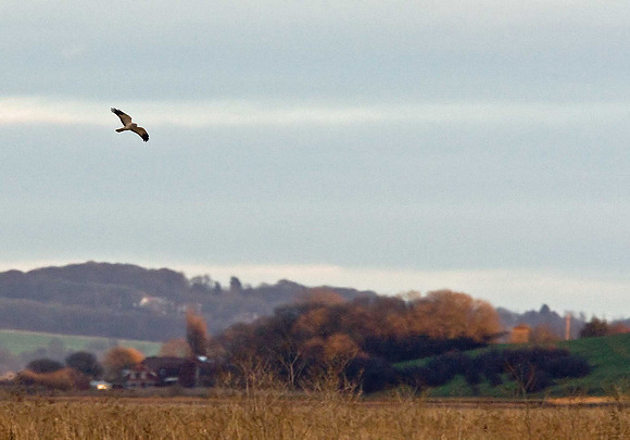 Hen Harrier - male