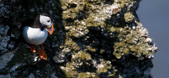 Puffin