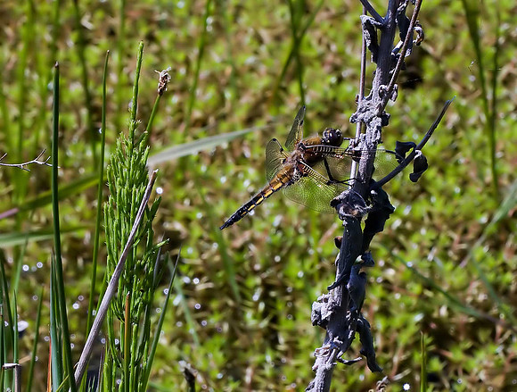 Four-spotted Chaser
