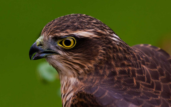 Sparrowhawk