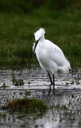 Little Egret