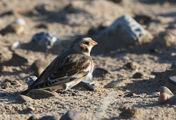 Snow Bunting
