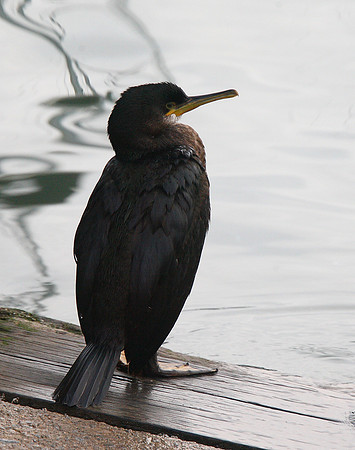 Shag