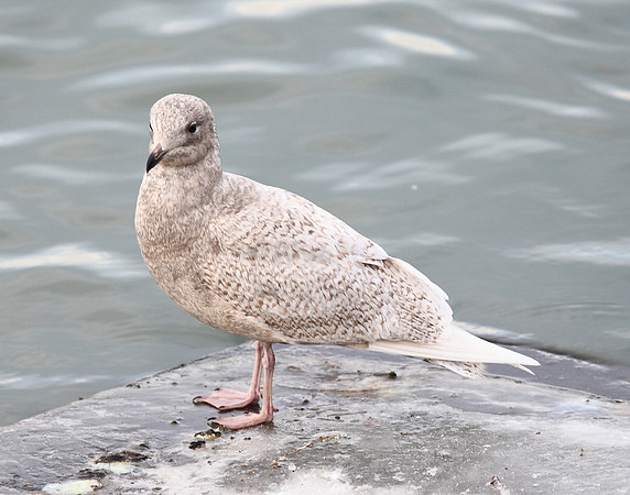 Iceland Gull
