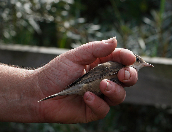 Barred Warbler