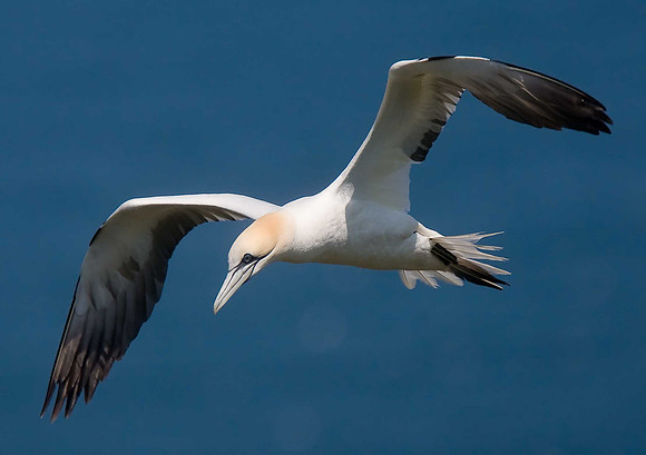 Gannet