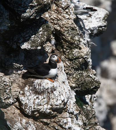 Puffin