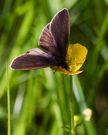 Ringlet