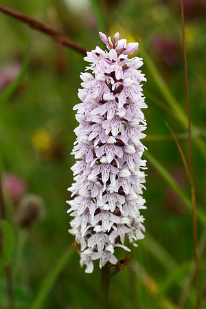 Common Spotted Orchid