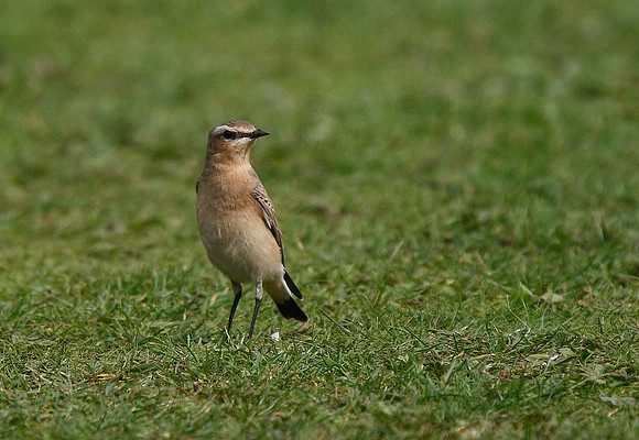 Wheatear