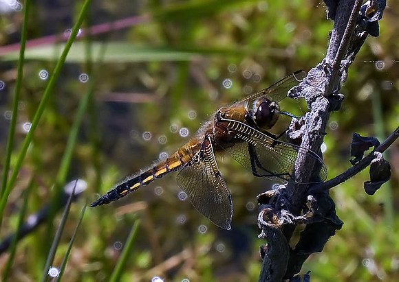 Four-spotted Chaser
