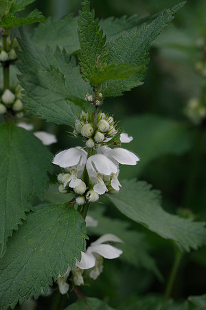Lamium album
