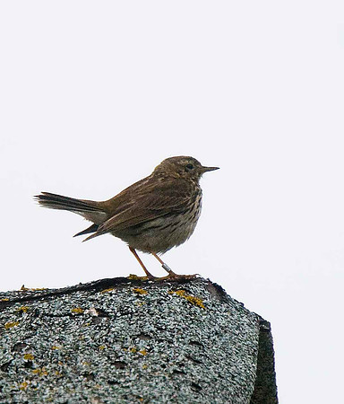 Tree Pipit
