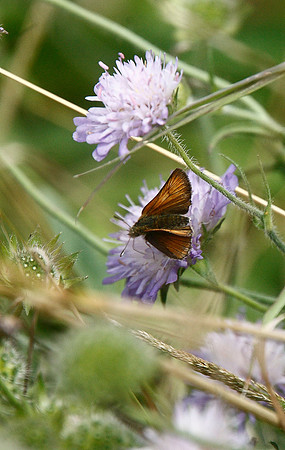 Small Skipper