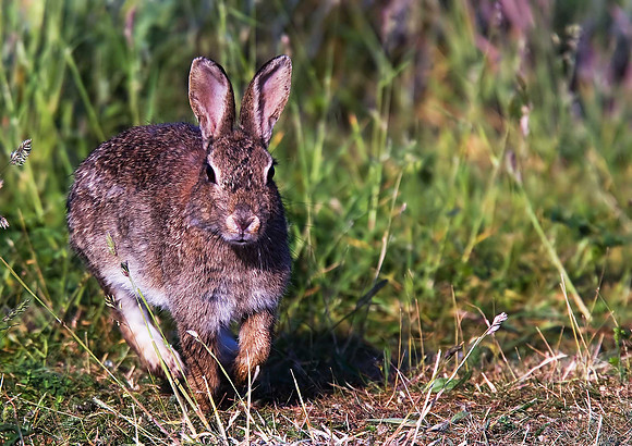 Rabbit