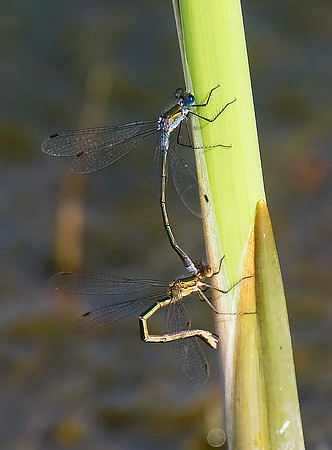 Emerald Damselflies