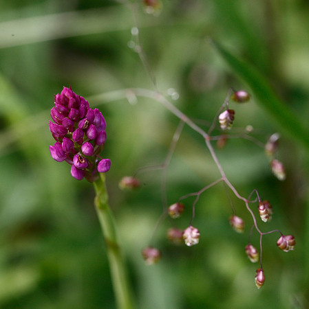 Pyramidal Orchid