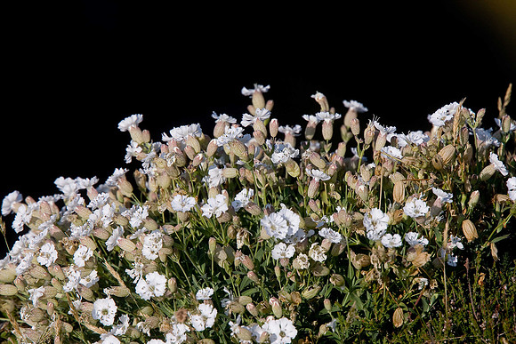 Sea Campion