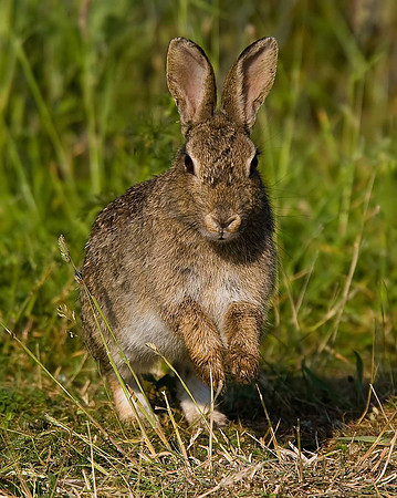 Rabbit