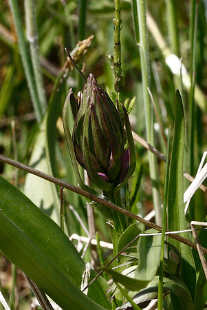 Southern Marsh Orchid