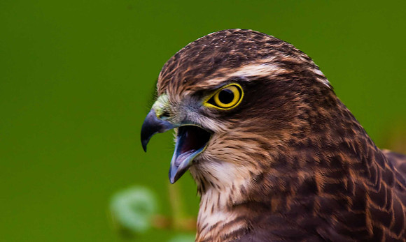Sparrowhawk