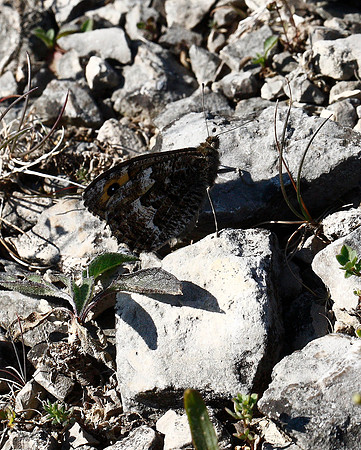 Grayling