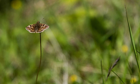 Dingy Skipper
