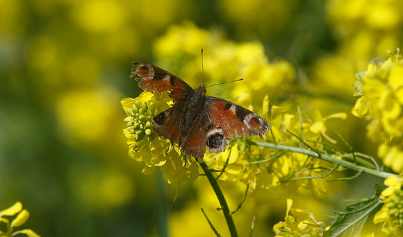 Small Tortoiseshell