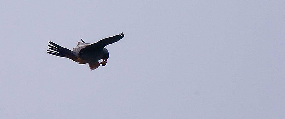 Red-footed Falcon